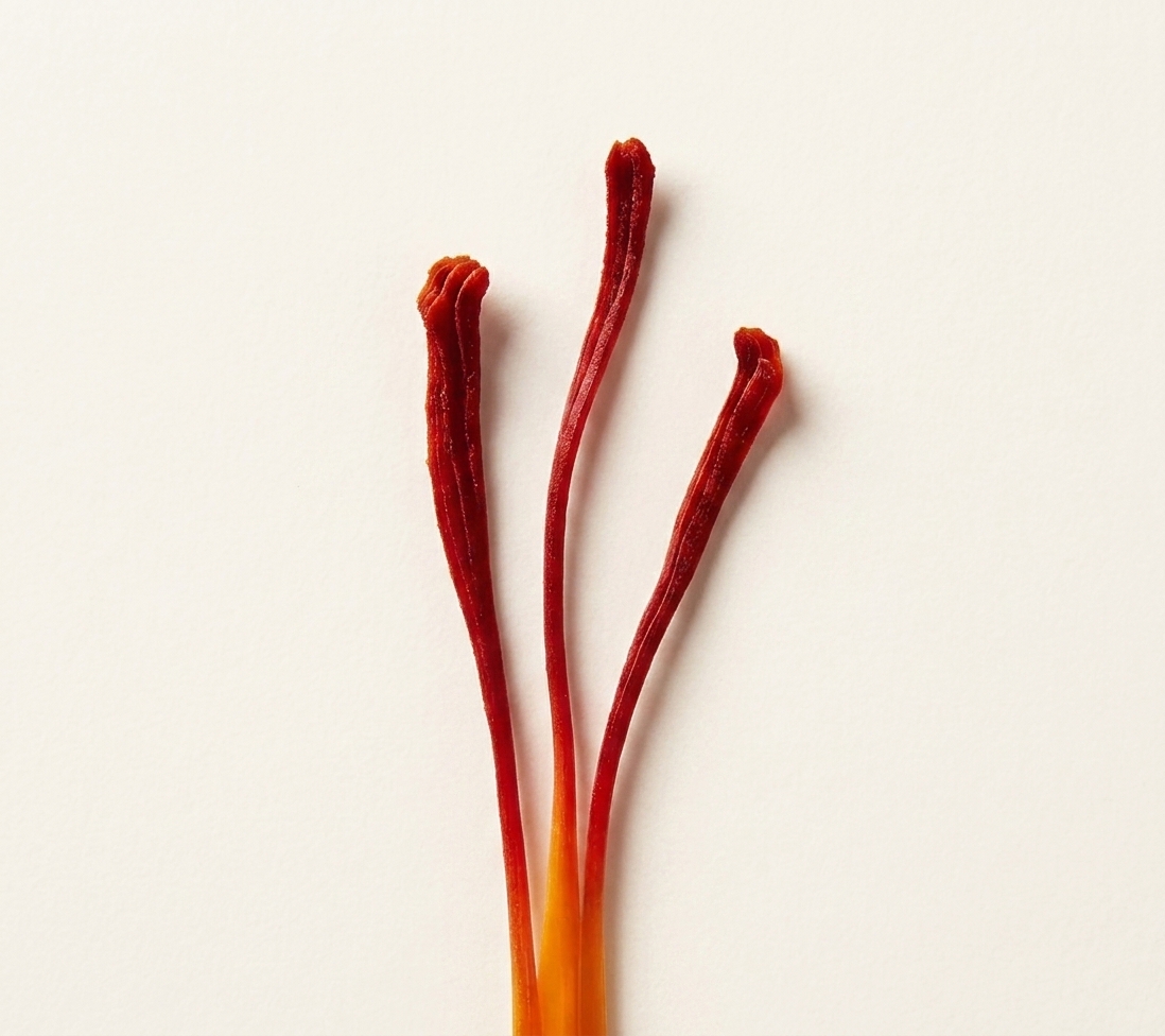 Three saffron stigma threads showing the deep-red mongra tip